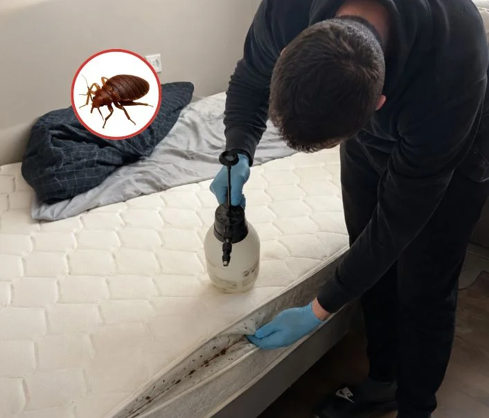 Technicien traitant un matelas contre les punaises de lit à Livry-Gargan